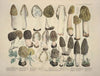 Naturgetreue Abblidungen und Beschreibungen der essbaren, schädlichen und verdächtigen Schwämme Pl.17