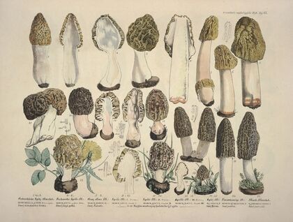 Naturgetreue Abblidungen und Beschreibungen der essbaren, schädlichen und verdächtigen Schwämme Pl.17