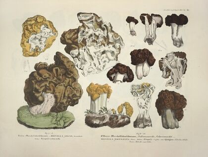 Naturgetreue Abblidungen und Beschreibungen der essbaren, schädlichen und verdächtigen Schwämme Pl.20