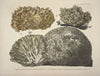 Naturgetreue Abblidungen und Beschreibungen der essbaren, schädlichen und verdächtigen Schwämme Pl.22