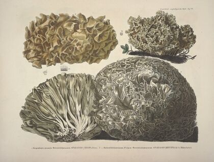 Naturgetreue Abblidungen und Beschreibungen der essbaren, schädlichen und verdächtigen Schwämme Pl.22