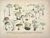 Naturgetreue Abblidungen und Beschreibungen der essbaren, schädlichen und verdächtigen Schwämme Pl.25