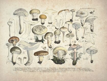 Naturgetreue Abblidungen und Beschreibungen der essbaren, schädlichen und verdächtigen Schwämme Pl.25