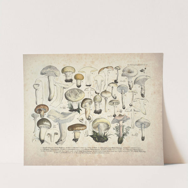 Naturgetreue Abblidungen und Beschreibungen der essbaren, schädlichen und verdächtigen Schwämme Pl.25 by J. V. Krombholz