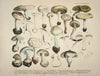 Naturgetreue Abblidungen und Beschreibungen der essbaren, schädlichen und verdächtigen Schwämme Pl.28