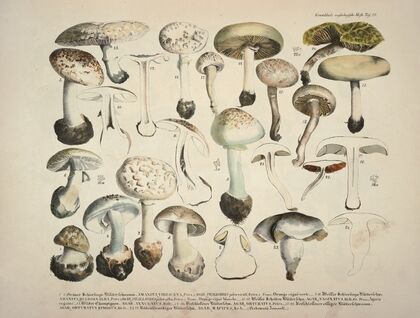 Naturgetreue Abblidungen und Beschreibungen der essbaren, schädlichen und verdächtigen Schwämme Pl.28