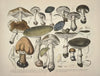 Naturgetreue Abblidungen und Beschreibungen der essbaren, schädlichen und verdächtigen Schwämme Pl.29