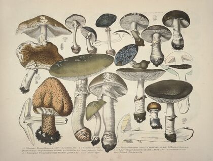 Naturgetreue Abblidungen und Beschreibungen der essbaren, schädlichen und verdächtigen Schwämme Pl.29