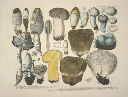 Naturgetreue Abblidungen und Beschreibungen der essbaren, schädlichen und verdächtigen Schwämme Pl.30