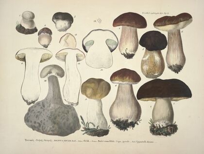 Naturgetreue Abblidungen und Beschreibungen der essbaren, schädlichen und verdächtigen Schwämme Pl.31