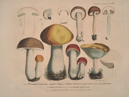 Naturgetreue Abblidungen und Beschreibungen der essbaren, schädlichen und verdächtigen Schwämme Pl.32
