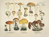Naturgetreue Abblidungen und Beschreibungen der essbaren, schädlichen und verdächtigen Schwämme Pl.34