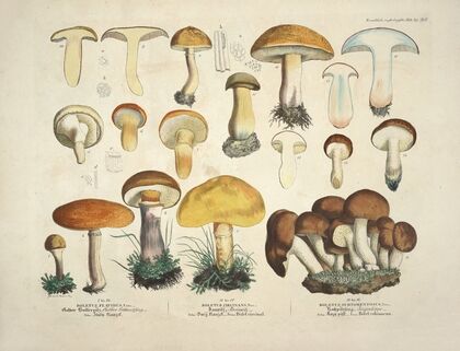 Naturgetreue Abblidungen und Beschreibungen der essbaren, schädlichen und verdächtigen Schwämme Pl.34