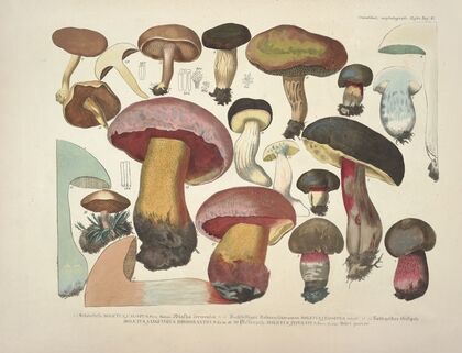 Naturgetreue Abblidungen und Beschreibungen der essbaren, schädlichen und verdächtigen Schwämme Pl.37