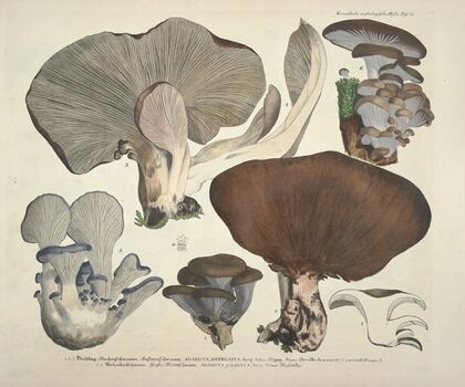 Naturgetreue Abblidungen und Beschreibungen der essbaren, schädlichen und verdächtigen Schwämme Pl.41