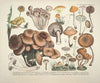 Naturgetreue Abblidungen und Beschreibungen der essbaren, schädlichen und verdächtigen Schwämme Pl.43