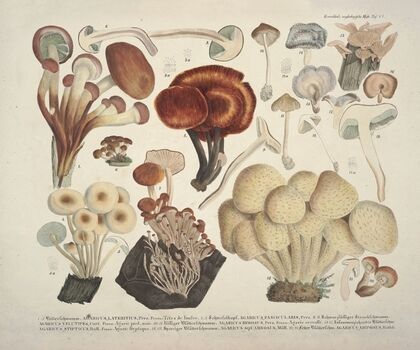 Naturgetreue Abblidungen und Beschreibungen der essbaren, schädlichen und verdächtigen Schwämme Pl.44