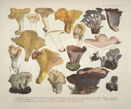 Naturgetreue Abblidungen und Beschreibungen der essbaren, schädlichen und verdächtigen Schwämme Pl.45