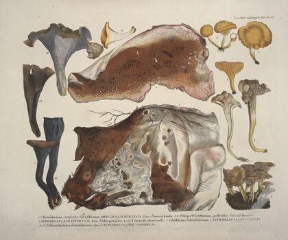 Naturgetreue Abblidungen und Beschreibungen der essbaren, schädlichen und verdächtigen Schwämme Pl.46