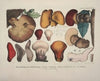 Naturgetreue Abblidungen und Beschreibungen der essbaren, schädlichen und verdächtigen Schwämme Pl.47
