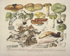 Naturgetreue Abblidungen und Beschreibungen der essbaren, schädlichen und verdächtigen Schwämme Pl.48