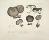 Naturgetreue Abblidungen und Beschreibungen der essbaren, schädlichen und verdächtigen Schwämme Pl.49