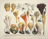Naturgetreue Abblidungen und Beschreibungen der essbaren, schädlichen und verdächtigen Schwämme Pl.54