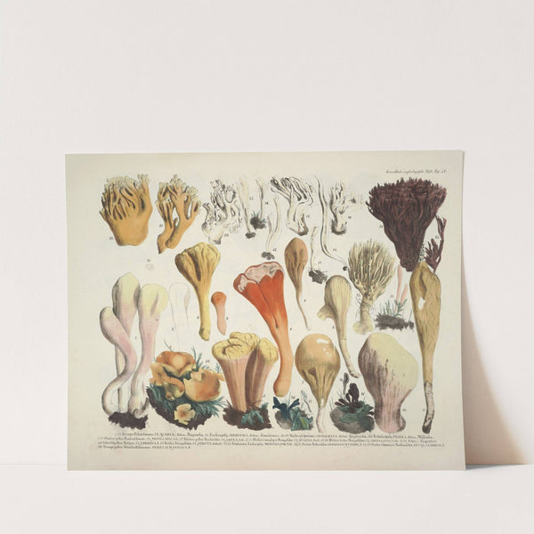 Naturgetreue Abblidungen und Beschreibungen der essbaren, schädlichen und verdächtigen Schwämme Pl.54 by J. V. Krombholz