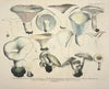 Naturgetreue Abblidungen und Beschreibungen der essbaren, schädlichen und verdächtigen Schwämme Pl.56