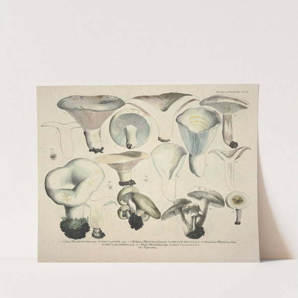 Naturgetreue Abblidungen und Beschreibungen der essbaren, schädlichen und verdächtigen Schwämme Pl.56 by J. V. Krombholz