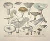 Naturgetreue Abblidungen und Beschreibungen der essbaren, schädlichen und verdächtigen Schwämme Pl.57