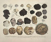 Naturgetreue Abblidungen und Beschreibungen der essbaren, schädlichen und verdächtigen Schwämme Pl.59