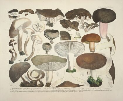 Naturgetreue Abblidungen und Beschreibungen der essbaren, schädlichen und verdächtigen Schwämme Pl.61