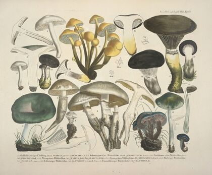Naturgetreue Abblidungen und Beschreibungen der essbaren, schädlichen und verdächtigen Schwämme Pl.62