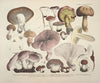 Naturgetreue Abblidungen und Beschreibungen der essbaren, schädlichen und verdächtigen Schwämme Pl.63