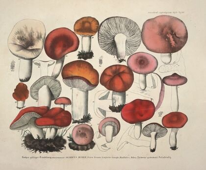 Naturgetreue Abblidungen und Beschreibungen der essbaren, schädlichen und verdächtigen Schwämme Pl.65
