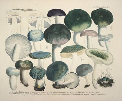 Naturgetreue Abblidungen und Beschreibungen der essbaren, schädlichen und verdächtigen Schwämme Pl.67