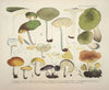 Naturgetreue Abblidungen und Beschreibungen der essbaren, schädlichen und verdächtigen Schwämme Pl.68