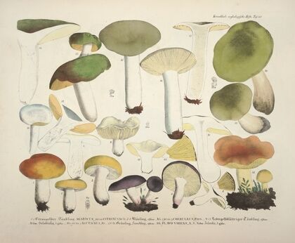 Naturgetreue Abblidungen und Beschreibungen der essbaren, schädlichen und verdächtigen Schwämme Pl.68