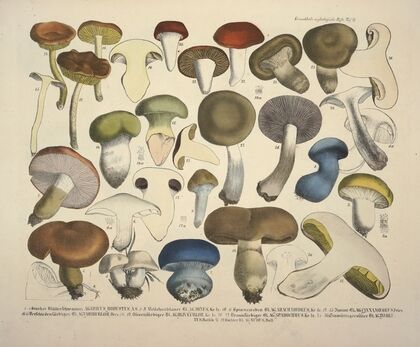 Naturgetreue Abblidungen und Beschreibungen der essbaren, schädlichen und verdächtigen Schwämme Pl.71