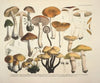 Naturgetreue Abblidungen und Beschreibungen der essbaren, schädlichen und verdächtigen Schwämme Pl.73