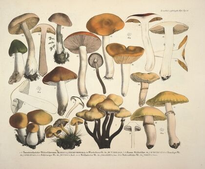 Naturgetreue Abblidungen und Beschreibungen der essbaren, schädlichen und verdächtigen Schwämme Pl.73