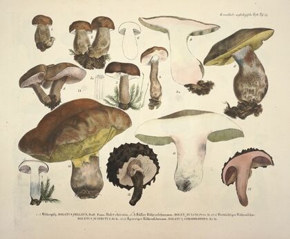 Naturgetreue Abblidungen und Beschreibungen der essbaren, schädlichen und verdächtigen Schwämme Pl.74