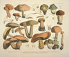Naturgetreue Abblidungen und Beschreibungen der essbaren, schädlichen und verdächtigen Schwämme Pl.75