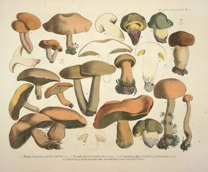 Naturgetreue Abblidungen und Beschreibungen der essbaren, schädlichen und verdächtigen Schwämme Pl.75