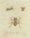 Natursystem der ungeflügelten insekten Pl.01 (1797)