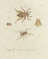 Natursystem der ungeflügelten insekten Pl.02 (1797)