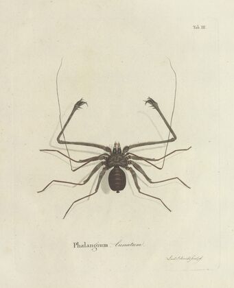 Natursystem der ungeflügelten insekten Pl.03 (1797)