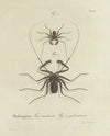 Natursystem der ungeflügelten insekten Pl.04 (1797)
