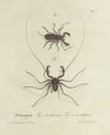Natursystem der ungeflügelten insekten Pl.05 (1797)